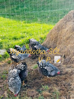 Wyandotka SČL - veľká forma - 3
