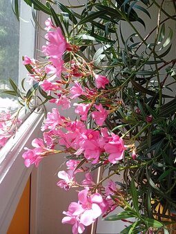 Oleander - 3