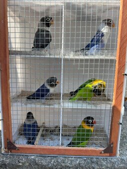 Agapornis škraboškový - 3