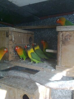 Agapornis škraboškovy - 3