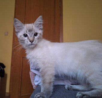 ragdoll kocúrik - 3