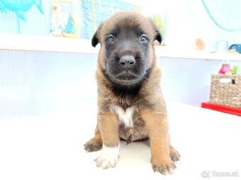 Belgický ovčiak malinois s PP - 3
