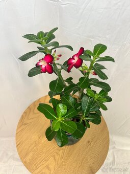 Adenium obesum ‘Anouk’ (púštna ruža, impala lily) - 3