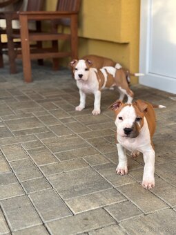 Americký stafordšírsky teriér - 3