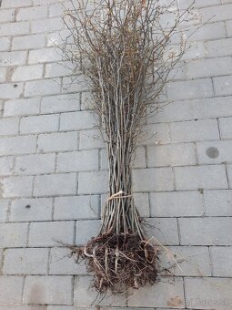 Hrab obyčajný a hrab bonsaj - 3