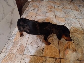 Merle jazvečík - 3