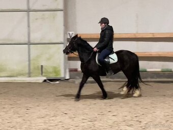 welsh pony C kobylka - 3