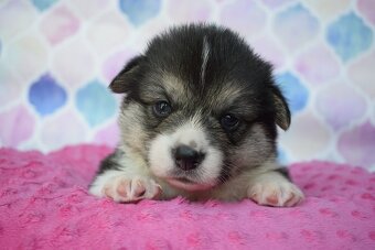 Welsh Corgi Pembroke S PP - 3