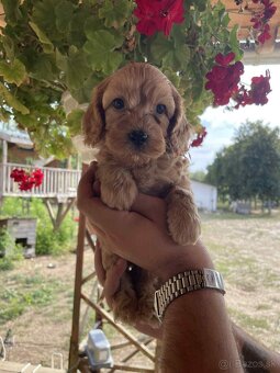 Cockapoo - 3
