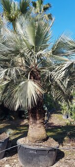 Palmy, cykasy,olivovníky - 3