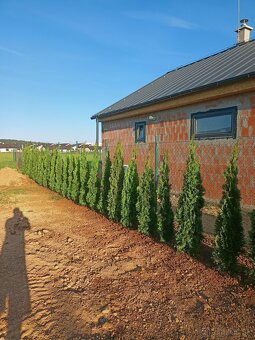 Tuja Smaragd 100-250cm - 3