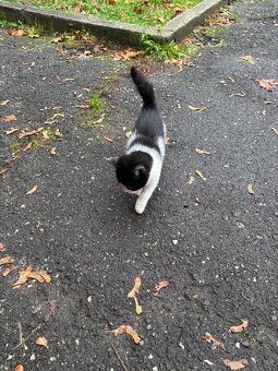 Darujem mačiatka - 3