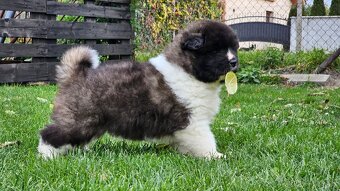 Americká akita s pp - 3