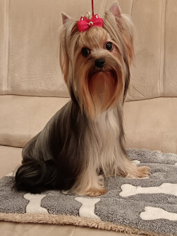 Yorkshire terrier ,York, Yorkshir, Yorkšírský teriér s PP - 3