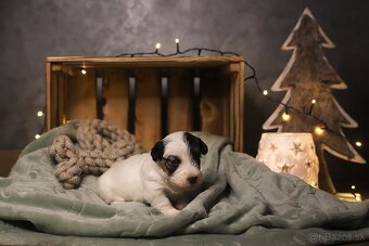 Sealyham Terrier šteniatka s PP - 3
