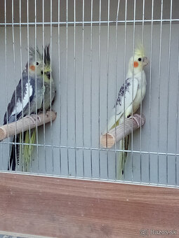 Korely -krúžkované - 3