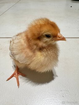 Sliepky - kuriatka - 3