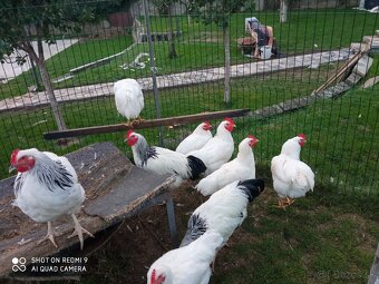 Predám kohútov - 3