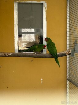 Aratinga červenolíca - 3