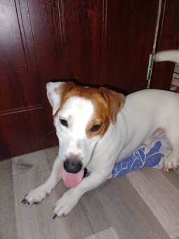 Darujem Jack Russell teriéra - 3