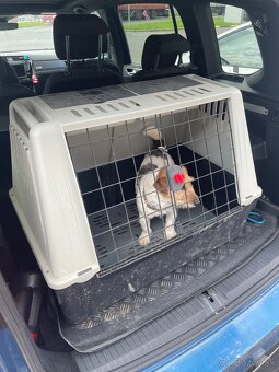 Jack russel krytie - 3