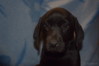 Labrador Retriever Anglicka pracovná línia - 3