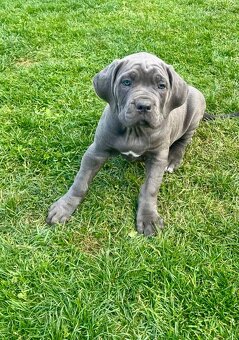 Cane Corso s PP - 3