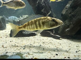CHampsochromis - 3