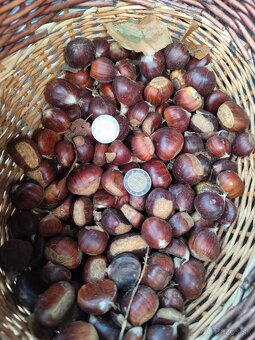 Jedlé gaštany - 3