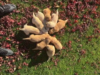 Golden retriever - 3