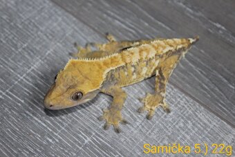 Vianočná zľavička 30% na pagekóny - 3