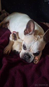 Darujem šteniatko - 3