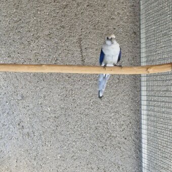 1.0 modry/opalin - 3