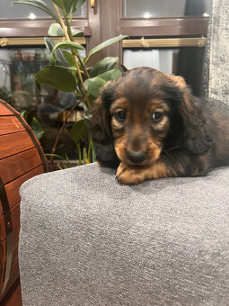 Jazvečík dlhosrstý - 3