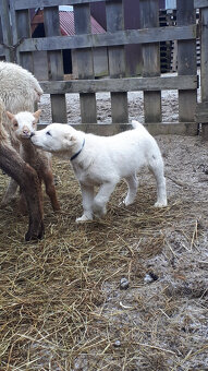 Stredoázijský ovčiak SAO s PP - 3