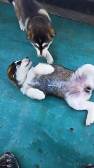 Šteniatka krížence - 3