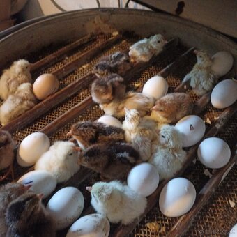 Ponúkame kuriatka - 3