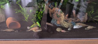 zlaté prísavníky - 3