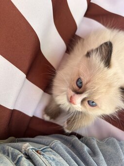 Ragdoll - 3