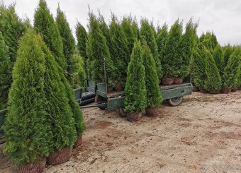 Tuja smaragd dovoz 30€ po celej SR - 3