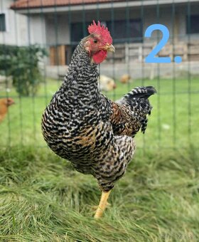 Tohtoročné kohúty na predaj - 3