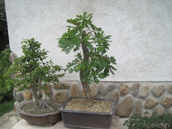 bonsai,bonsaj-DUB 6 - 3