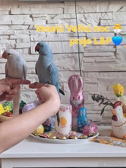❌REZERVACIA❌ koroty papagaj - 3