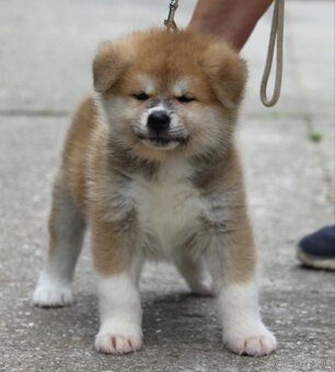 Akita inu - šteniatka s rodokmeňom - 3