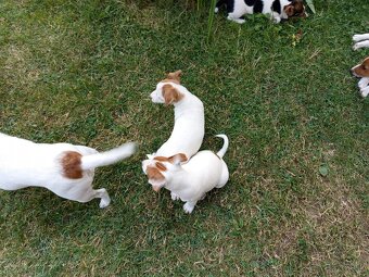 Jack russel teriér - 3
