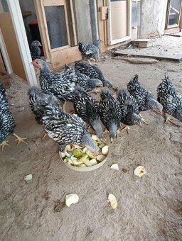 Wyandotka zdrobnela čiernolemovaná - 3