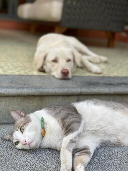 Milý kocúr Balou hľadá nový domov - 3