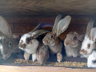 Predam králiky - 3