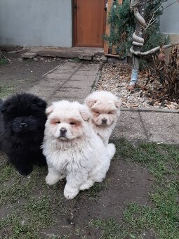 Čau čau, chow chow - 3