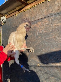 Ga h mong kohúti - 3